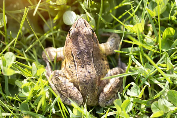 Una rana spiritosa siede sull'erba sotto i raggi del sole. Palude — Foto Stock