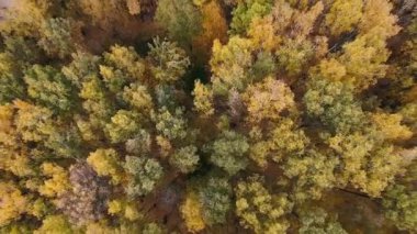 Sonbahar ormanında bir dron uçuyor. Uzaktan çekim. Yüksekten görüntü. Orta Rusya 'da sonbahar. Yükseklerden manzara.