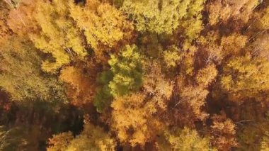 Sonbahar ormanında bir dron uçuyor. Orta Rusya 'da sonbahar. Yükseklerden manzara.