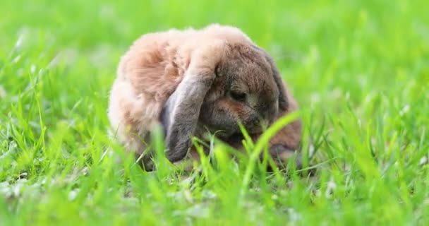 耳塞的兔子跳到草坪上 咀嚼着草地 矮兔在日落时繁殖公羊 自然栖息地的兔子 — 图库视频影像