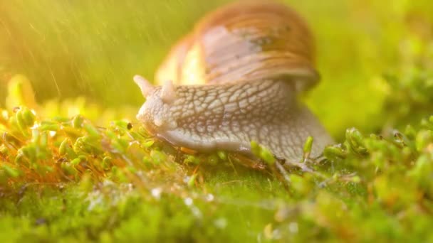 Eine Schnecke Kriecht Regen Auf Moos — Stockvideo