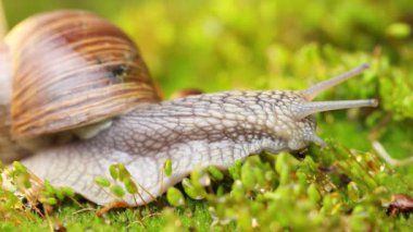 Yosun üstünde sürünen bir salyangoz.