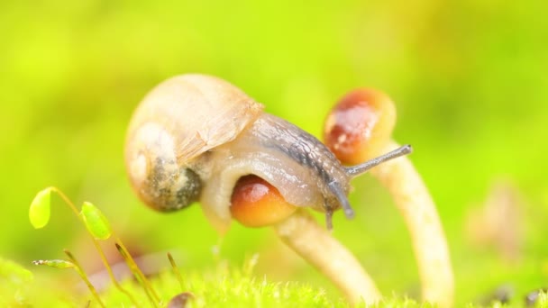 Eine Schnecke Kriecht Auf Einem Pilz Regen — Stockvideo