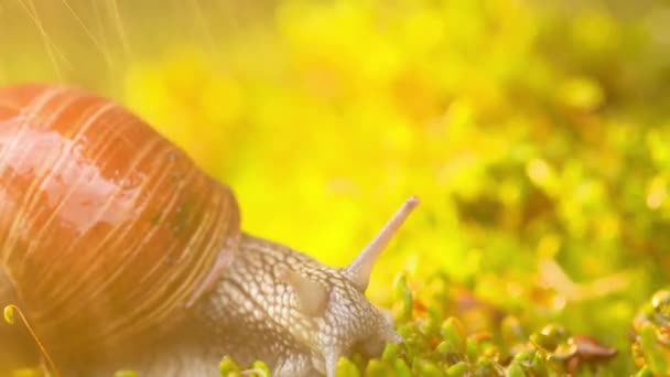 Snail Creeps Moss Rain — Stock Video