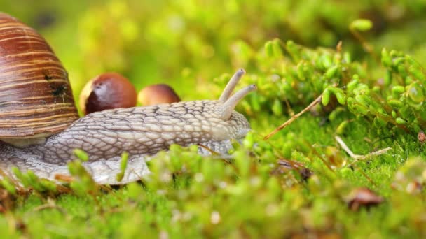 Eine Schnecke Kriecht Auf Moos — Stockvideo