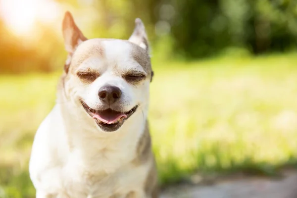 Çivava Köpeğini Güneşli Bir Günde Doğada Yetiştirir Köpek Gülümsüyor — Stok fotoğraf