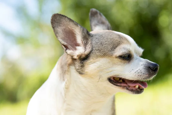 チワワは晴れた日に自然界で犬を繁殖させる — ストック写真