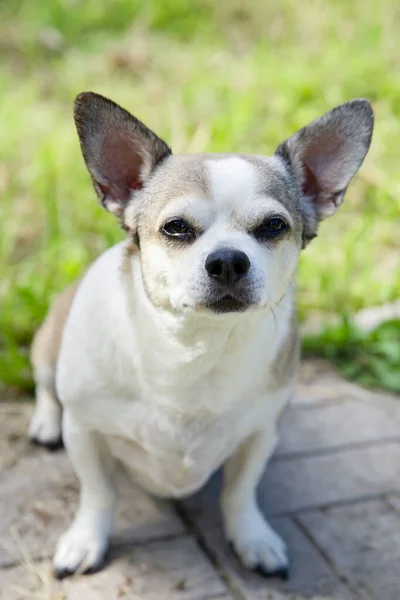 Chihuahua Σκυλί Στη Φύση Μια Καλοκαιρινή Μέρα — Φωτογραφία Αρχείου