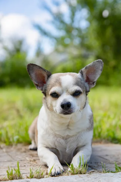 Chihuahua Perro Naturaleza Día Verano — Foto de Stock