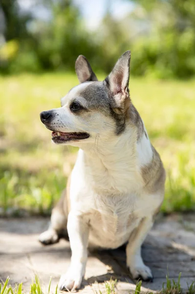 チワワは晴れた日に自然界で犬を繁殖させる ストック画像