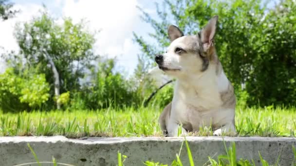 Chihuahua Σκυλί Βρίσκεται Στον Ήλιο Μια Καλοκαιρινή Μέρα — Αρχείο Βίντεο