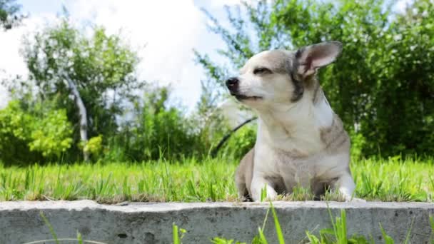 チワワ犬は夏の日に太陽の下に横たわっています — ストック動画