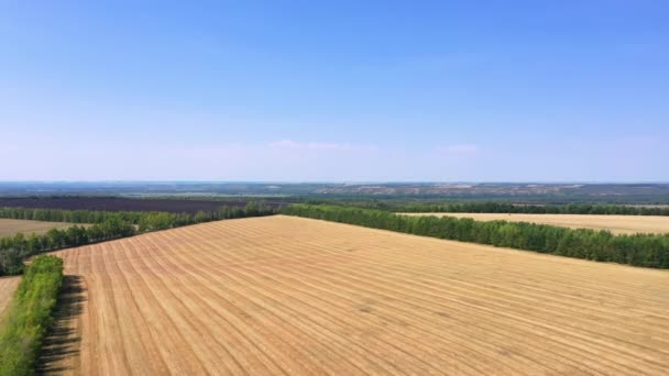 Letecká Fotografie Zemědělských Polí Rusku Krásný Výhled Slunečný Den — Stock video