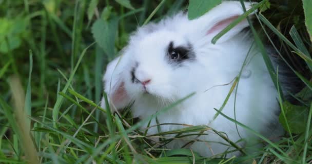 Bílý králík s černými skvrnami mini lop sedí na trávníku. Zpomalený pohyb. — Stock video
