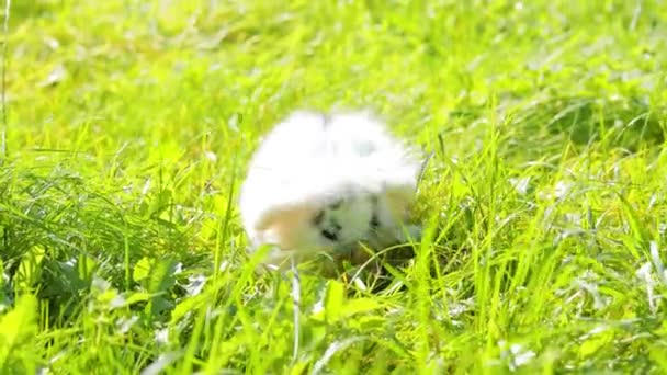 White rabbit with black spots of mini lop on the grass. The rabbit washes and stands on its hind legs in nature. — Stock Video