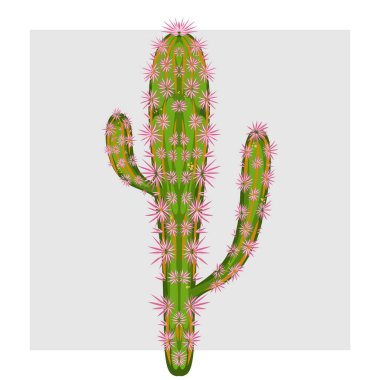 Simetrik şekilli, çiçek açan bir kaktüsün vektör çizimi. Görüntüde iğneler var. Çöl ve doğa temalı tasarımlara uygundur..