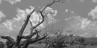 karanlık ve korkunç orman, gün etkileri