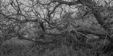 siyah ve beyaz - ağaç dalları soyut