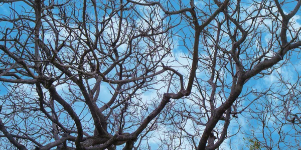 Arbre Mort Isolé Sur Ciel Bleu — Photo