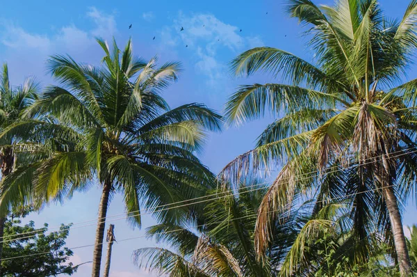 Palma Kokosowa Drzewa Widok Perspektywiczny Efekty Dnia — Zdjęcie stockowe