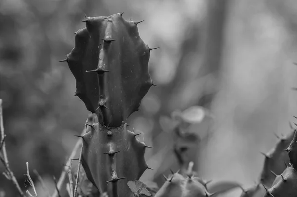 Plantas Cacto Com Figos Indianos — Fotografia de Stock