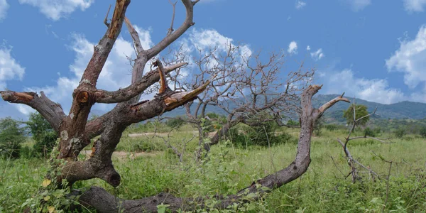 Toter Baum Isoliert Blauen Himmel — Stockfoto