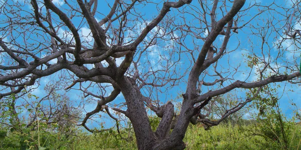 Zmarłe Drzewo Białym Tle Niebieski Niebo — Zdjęcie stockowe