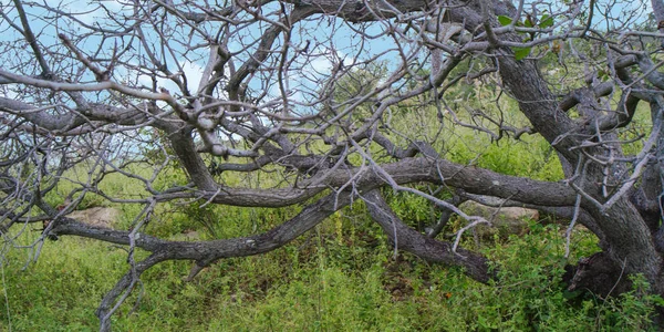 有自然背景的红树分枝 — 图库照片