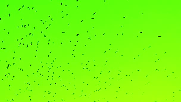 Una Bandada Grandes Pájaros Negros Volando Hacia Pantalla Verde — Vídeo de stock