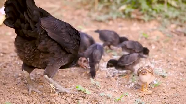 Hen Baby Chickens Rural — Stock Video