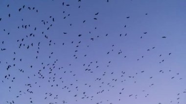 Bir sürü siyah kuşlar, kargalar, mavi gökyüzünde uçan.