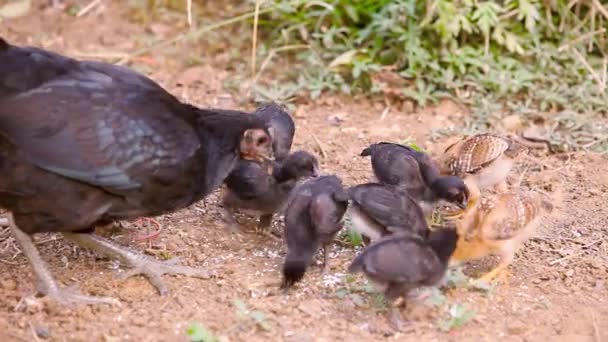 Chicken Family Caring Chicken Baby Chickens Walking Freely Meadow Field — Stock Video