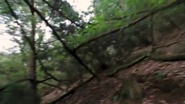 Laufen Und Suchen Dunklen Wald Thriller Konzept — Stockvideo