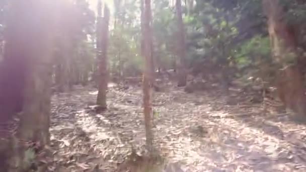 Pov Bosque Camino Tierra Ladera Horror Concepto Thriller — Vídeos de Stock
