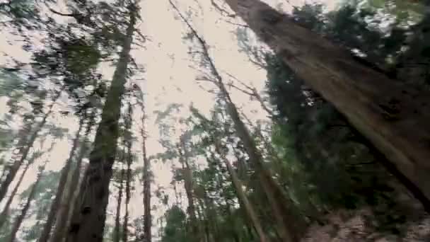 Лесной Пов Бегущий Вперёд Весенний Сезон Свежие Зеленые Листья Хоррор — стоковое видео