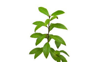 Beyaz arka plan üzerinde closeup yeşil yaprak,