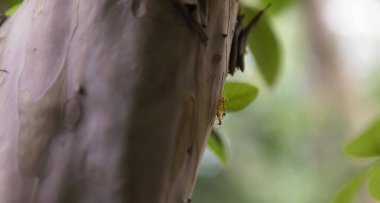 Karınca kuru odun dalında çalışıyor, makro fotoğraf da doğal arka plan için.