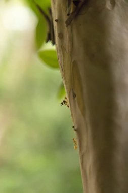 Karınca kuru odun dalında çalışıyor, makro fotoğraf da doğal arka plan için.