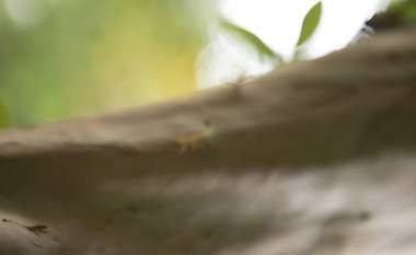 Karınca kuru odun dalında çalışıyor, makro fotoğraf da doğal arka plan için.