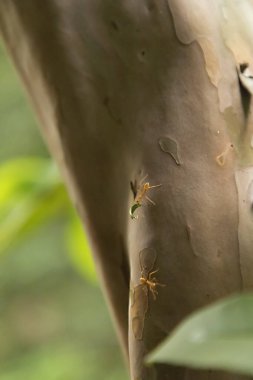 Karıncalar çok çalışıyor. Yaprakları önemsemek. Ormandaki ağaçta yürüyen karınca,