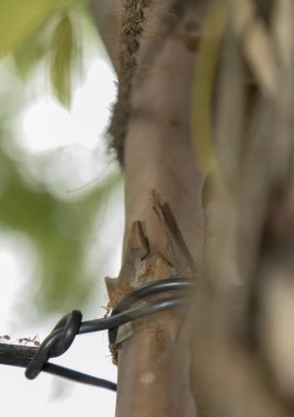 Ağaçta küçük kırmızı karınca doğada yeşil arka planda,