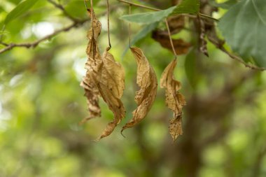 Ağaçların dallarında asılı olan kurumuş yaprakları kapatın. Bir dalda asılı kuru bir yaprak.