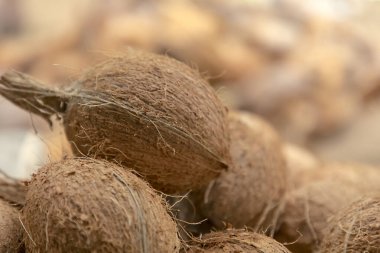 Yerde taze kahverengi hindistan cevizleri var.