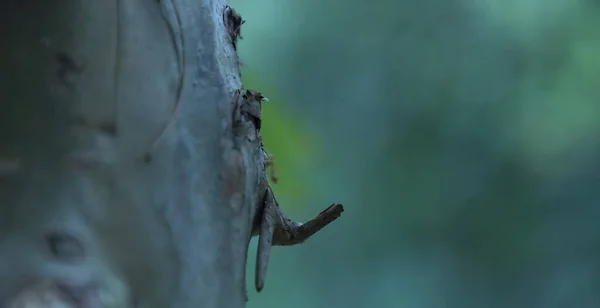 Mrówka pracująca nad suchym drewnem gałęziowym, Nocna fotografia dla naturalnego tła — Zdjęcie stockowe