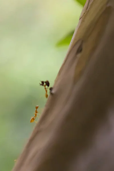개미들이 열심히 일합니다. 사랑하는 잎. 숲 속을 걸어다니는 개미, — 스톡 사진