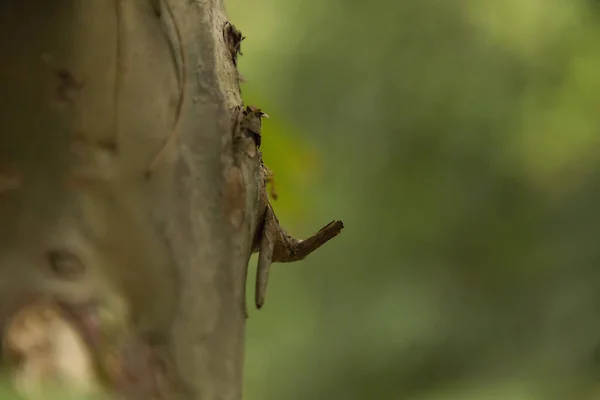 Mrówka pracująca nad suchym drewnem gałęziowym, makrofotografia dla naturalnego tła — Zdjęcie stockowe
