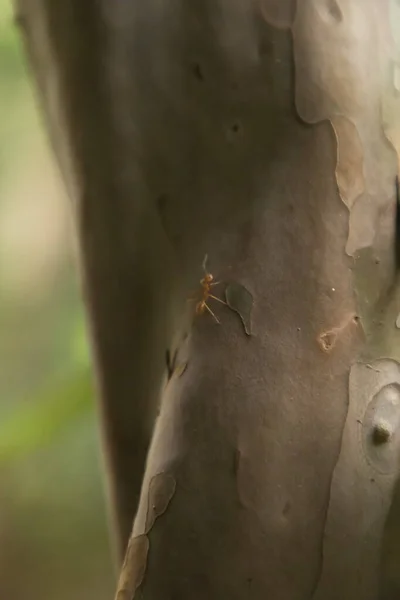 Ant bekerja pada cabang kayu kering, fotografi makro untuk latar belakang alam — Stok Foto