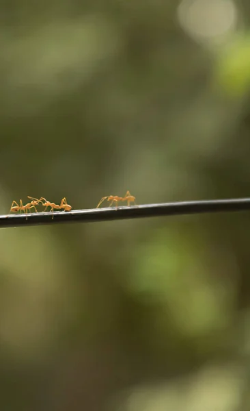 Красный муравей ходит черной веревкой, чтобы гнездо на зеленом фоне. размытие фона природы — стоковое фото