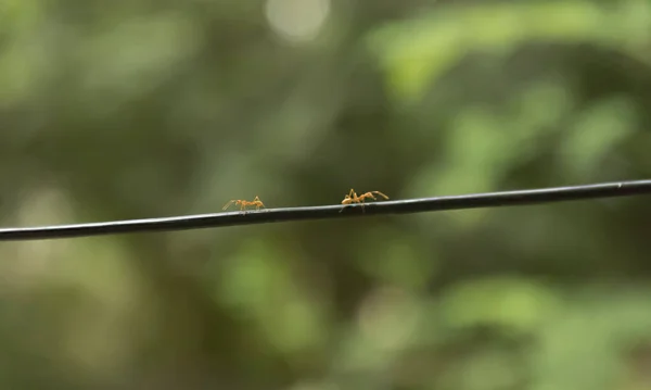 Rote Ameise läuft schwarzes Seil, um auf grünem Hintergrund zu nisten. Hintergrund der Natur verschwimmen — Stockfoto