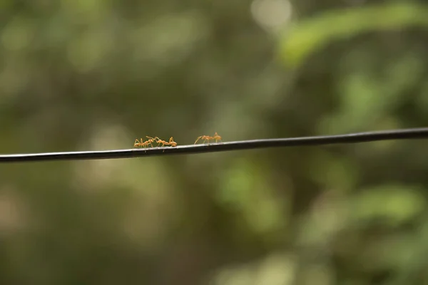 红蚂蚁走着黑绳在绿色的背景上筑巢. 模糊的自然背景 — 图库照片